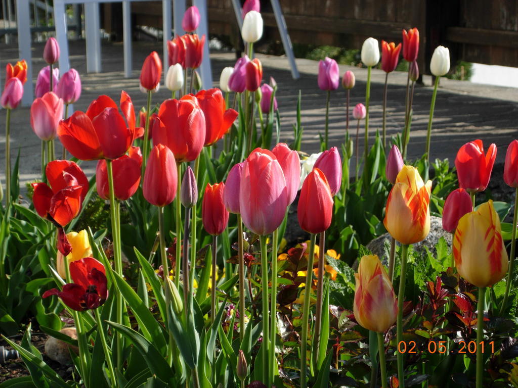Fruehstueckspension Alpenrose Bed & Breakfast Iselsberg Luaran gambar